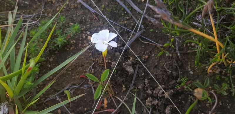 Oxalis minuta photo 7