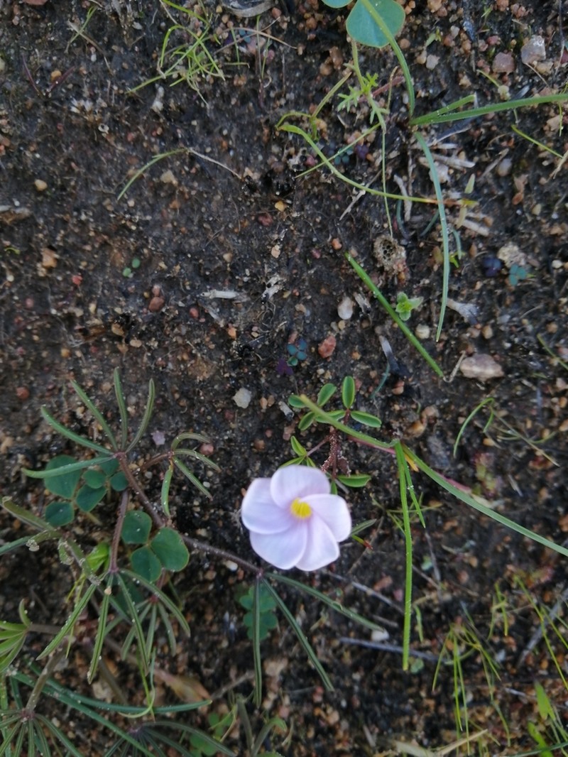 Oxalis minuta photo 8