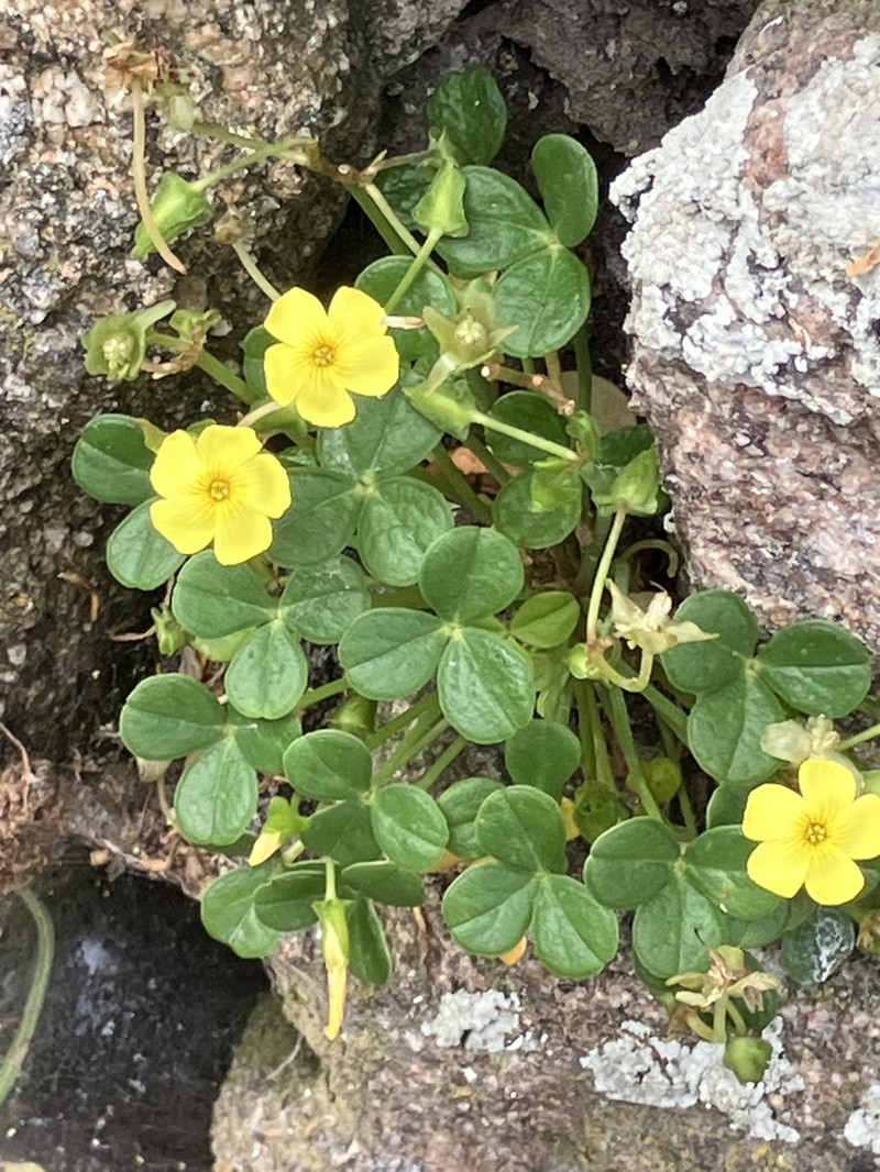 Oxalis mirbelii
