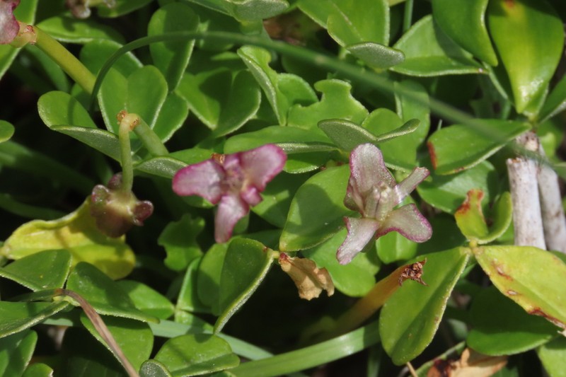 Oxalis mirbelii photo 2