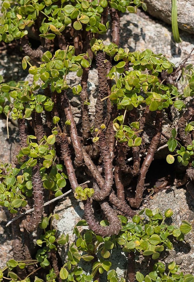 Oxalis mirbelii photo 3