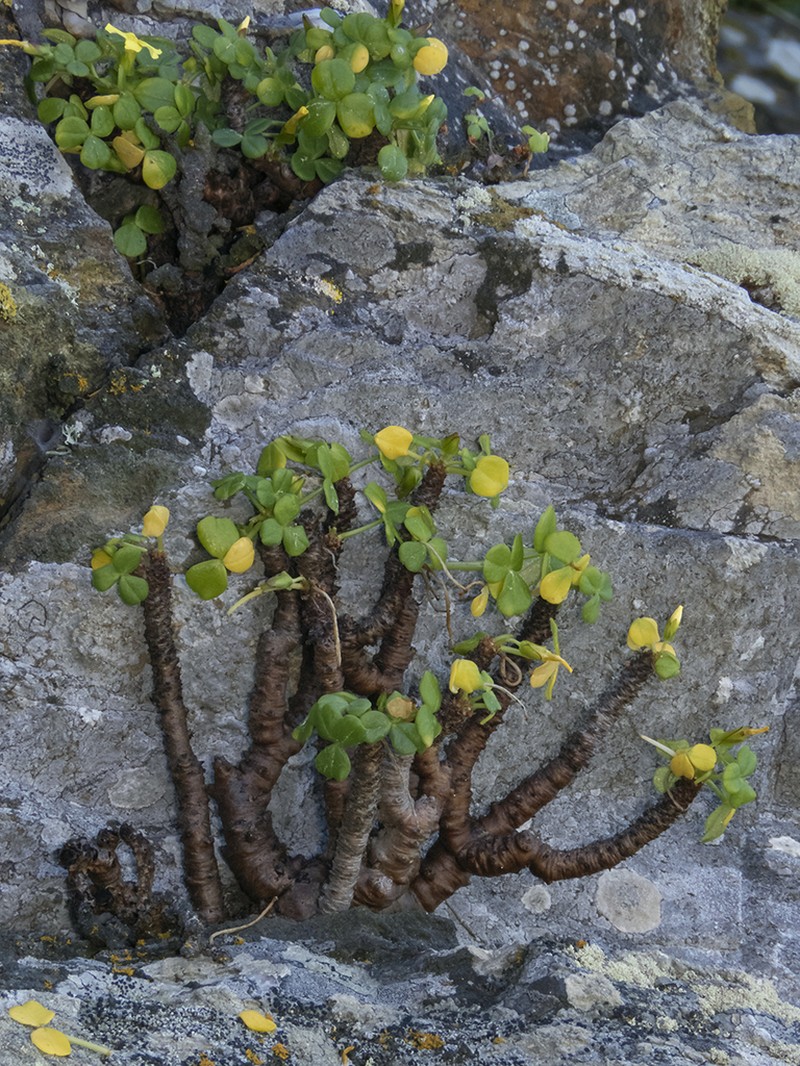 Oxalis mirbelii photo 5