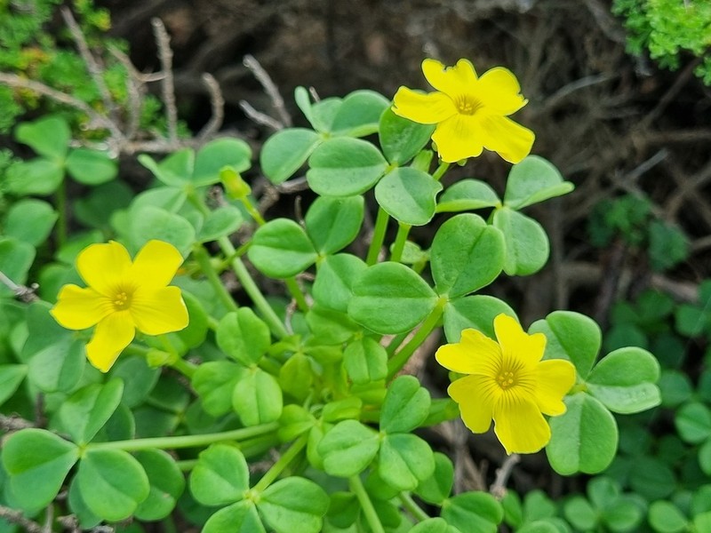 Oxalis mirbelii photo 6