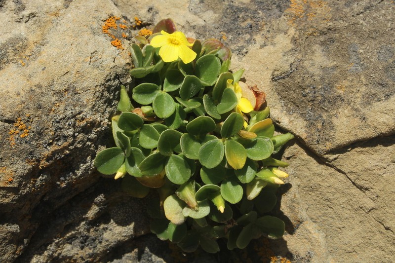 Oxalis mirbelii photo 7