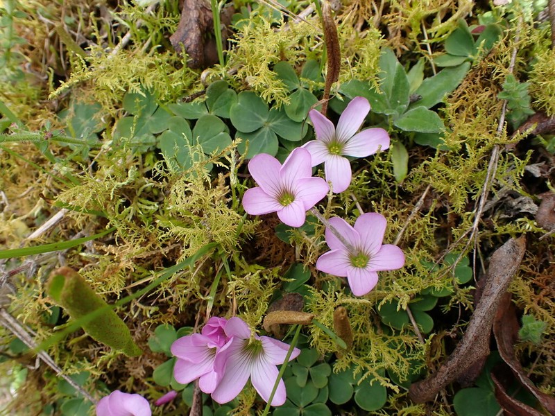 Oxalis modestior