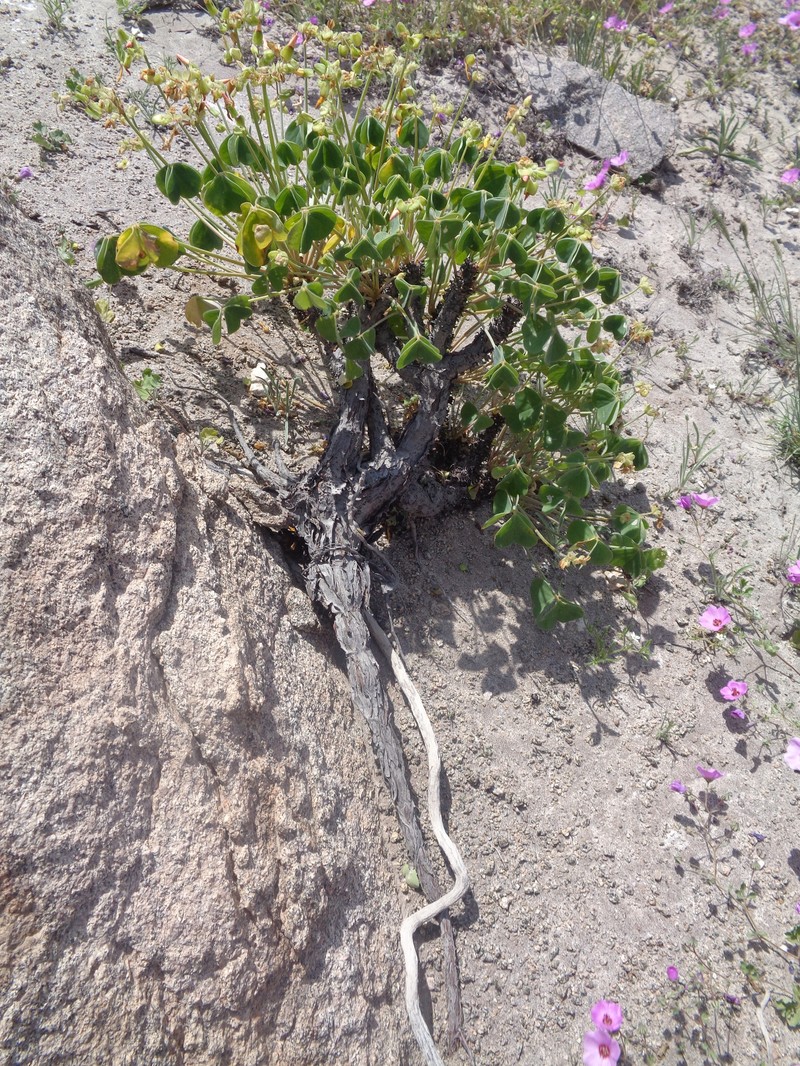 Oxalis mollendoensis photo 2