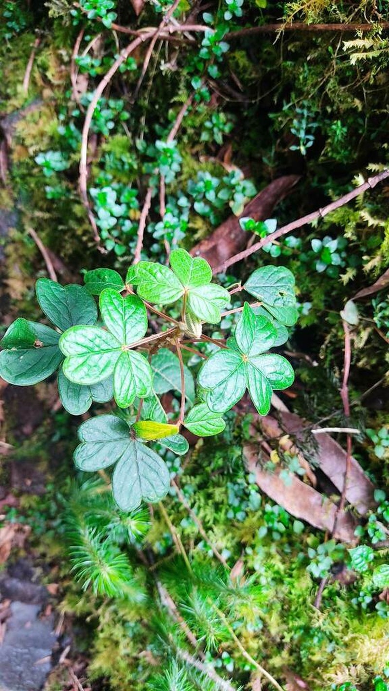 Oxalis mollis photo 2