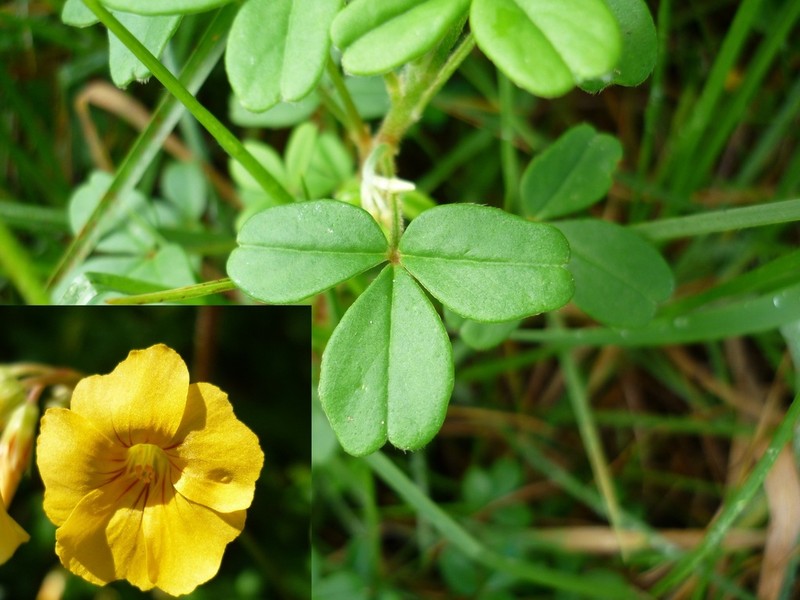 Oxalis mollis photo 3