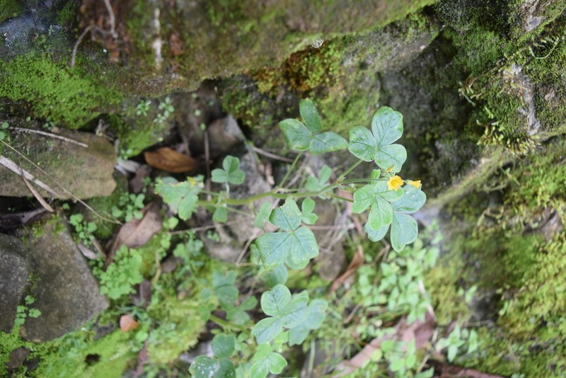 Oxalis mollis photo 4