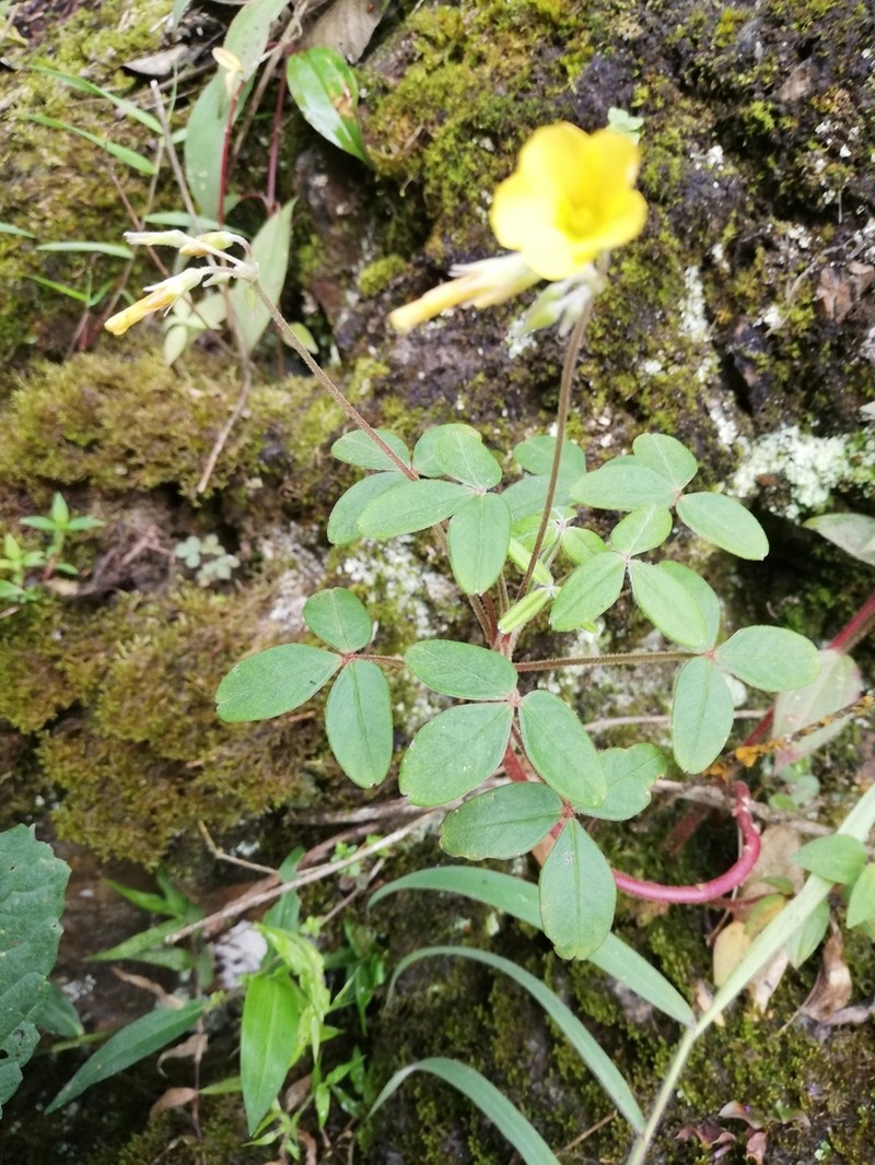 Oxalis mollis photo 5