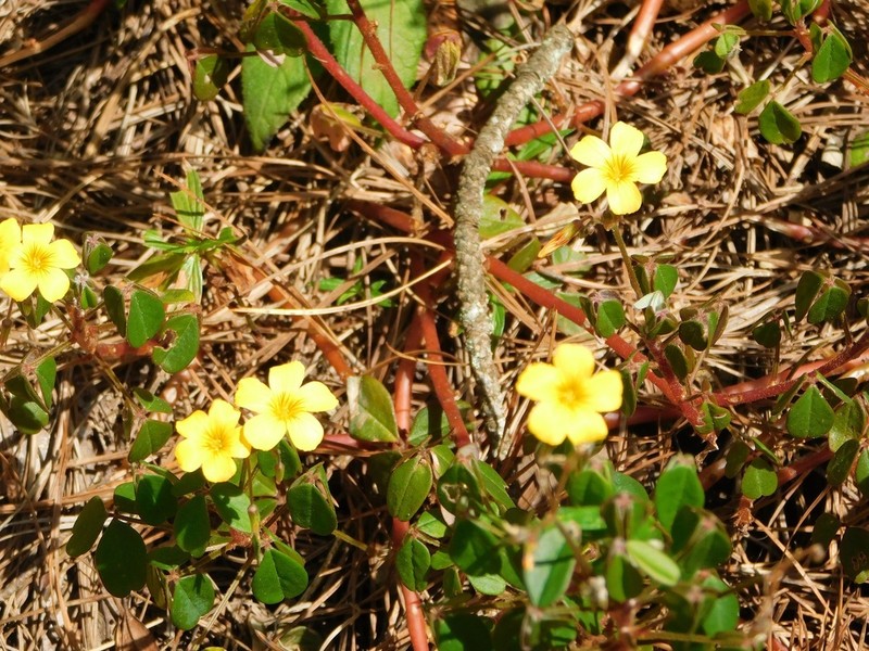 Oxalis mollis photo 6