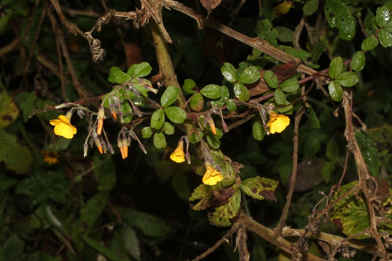 Oxalis mollis photo 7