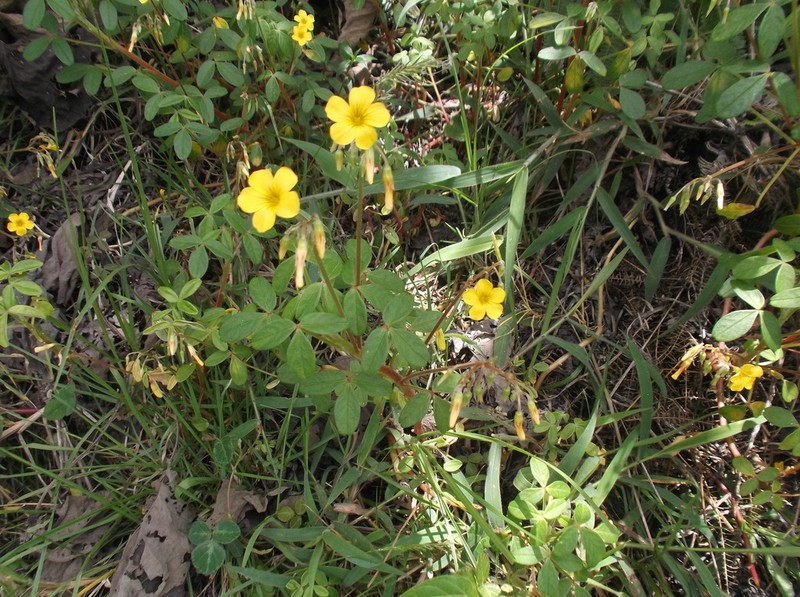 Oxalis mollis photo 8