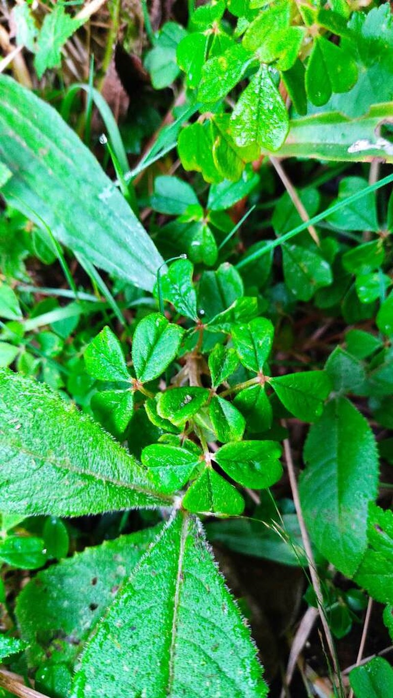 Oxalis mollissima