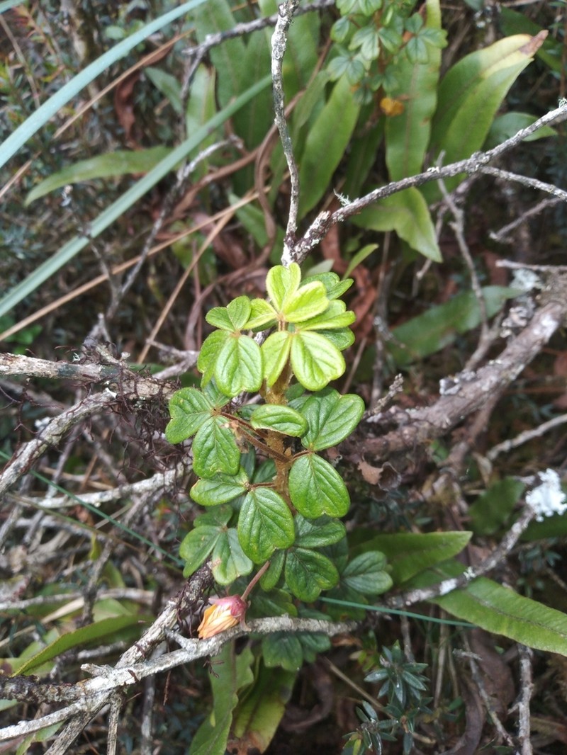 Oxalis mollissima photo 2