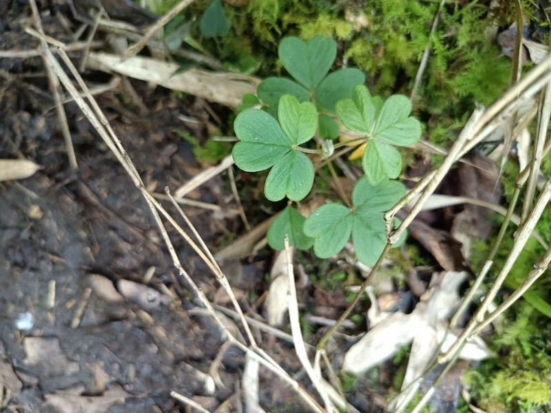 Oxalis mollissima photo 3