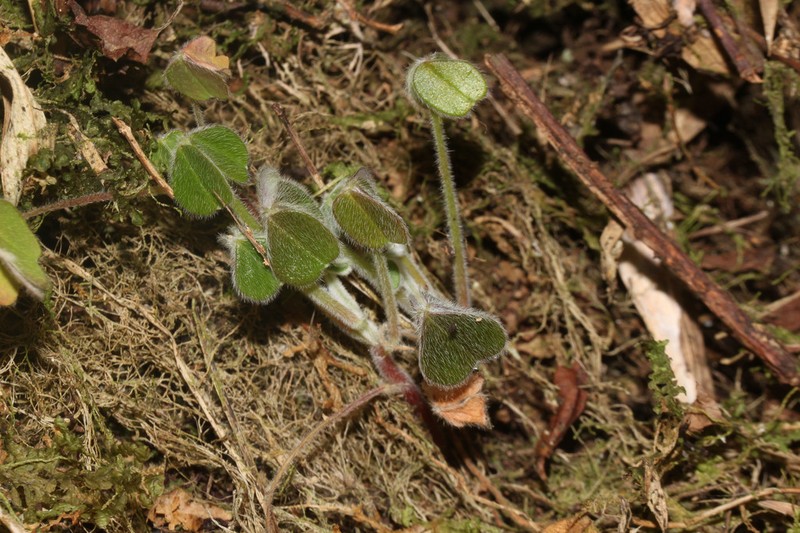 Oxalis mollissima photo 4