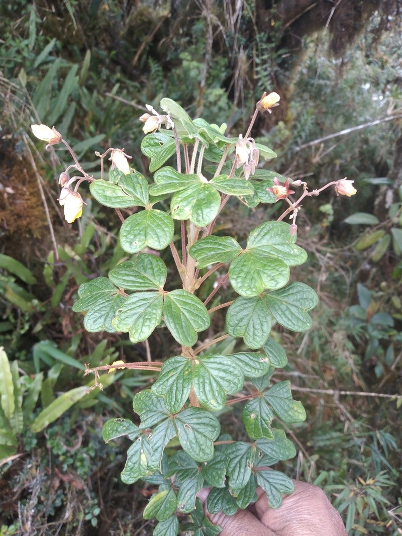 Oxalis mollissima photo 5