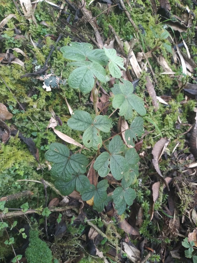 Oxalis mollissima photo 6