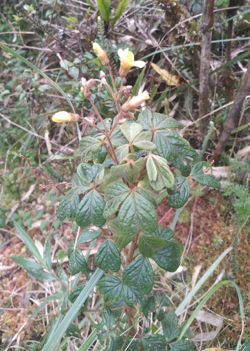 Oxalis mollissima photo 7