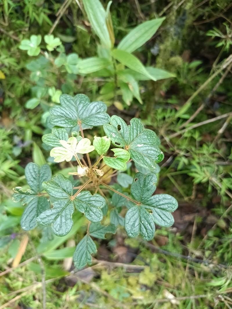 Oxalis mollissima photo 8