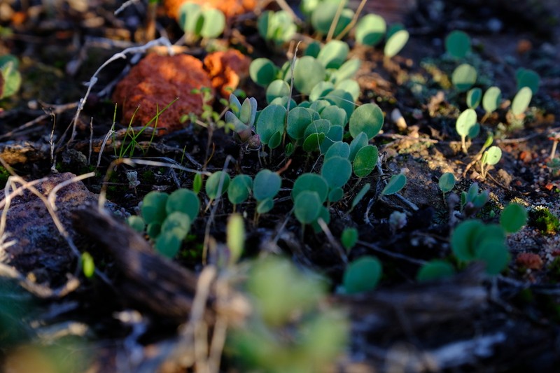 Oxalis monophylla photo 2