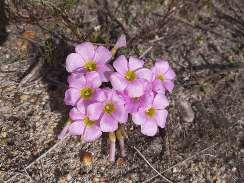 Oxalis monophylla photo 3
