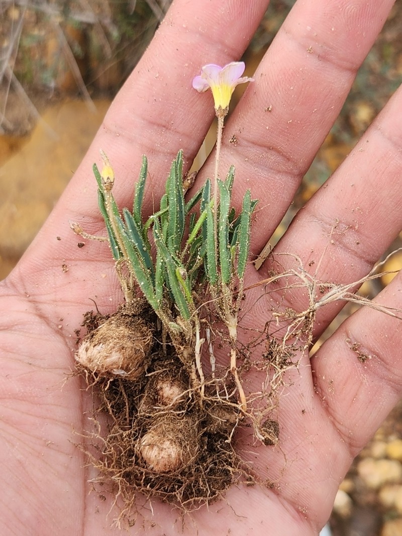 Oxalis monophylla photo 5
