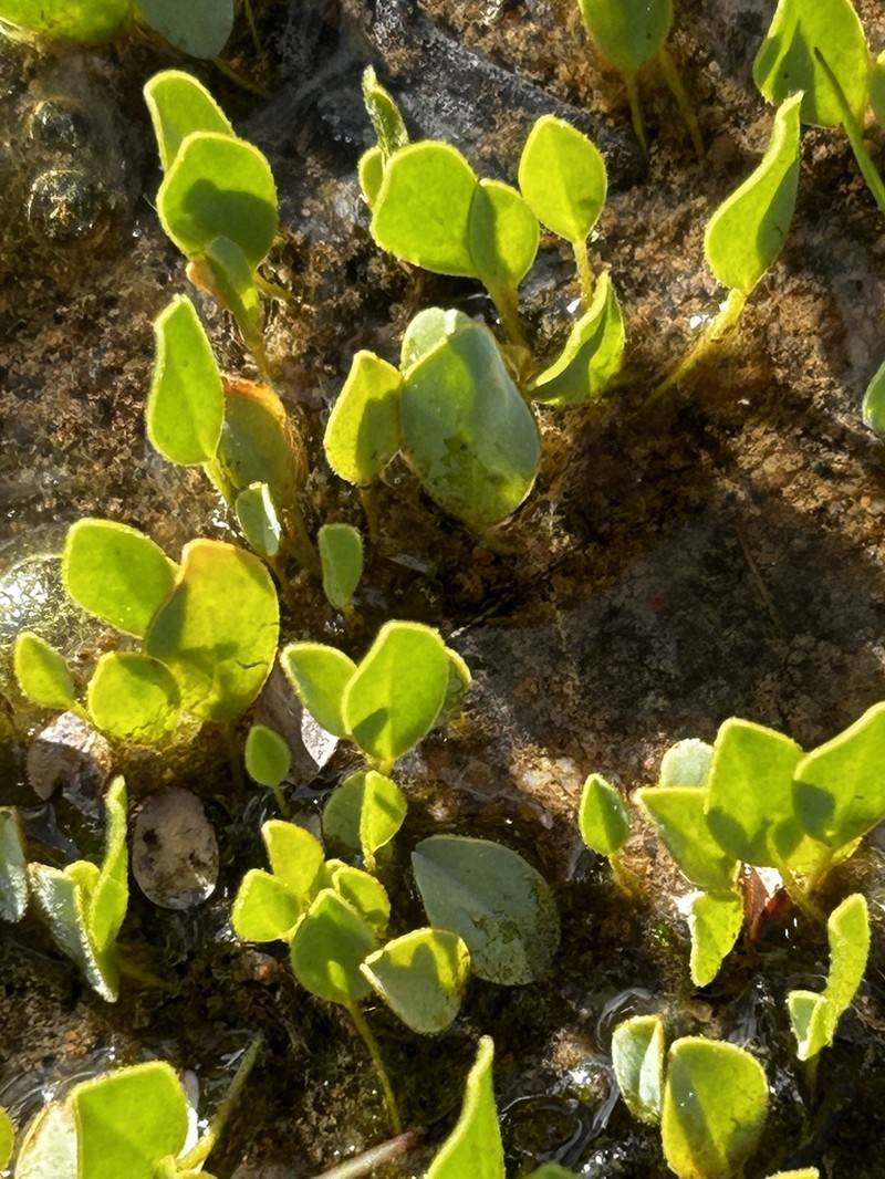Oxalis monophylla photo 6