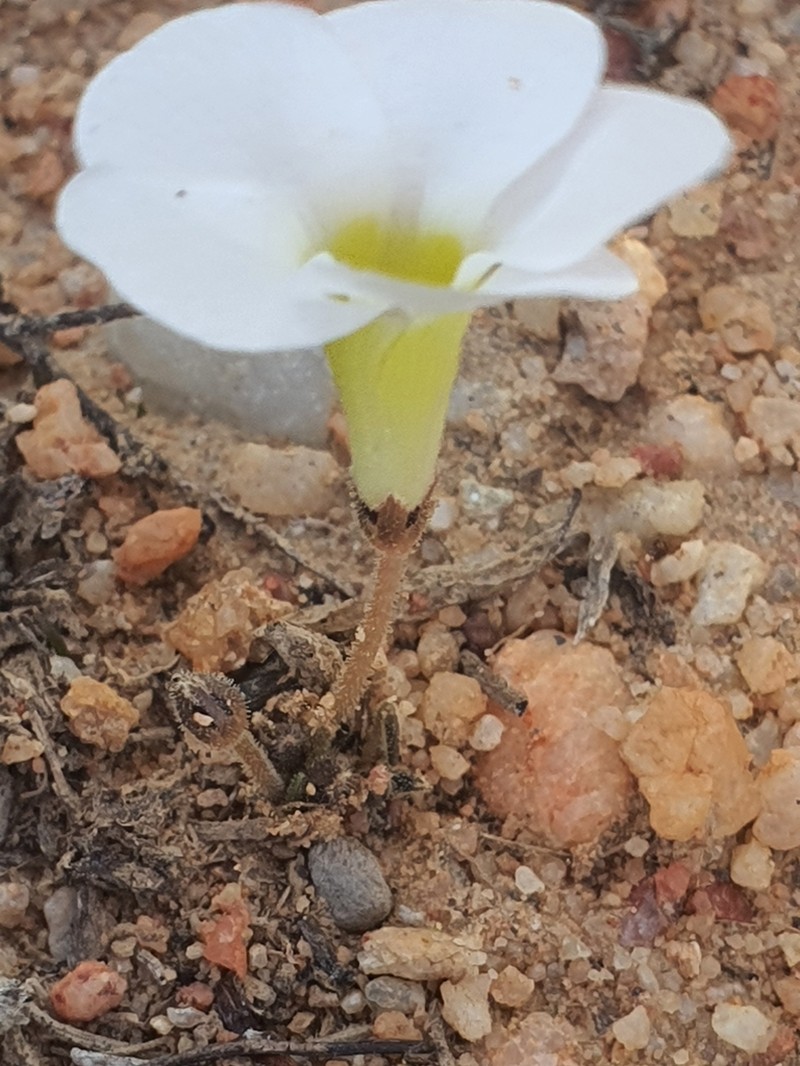 Oxalis monophylla photo 7