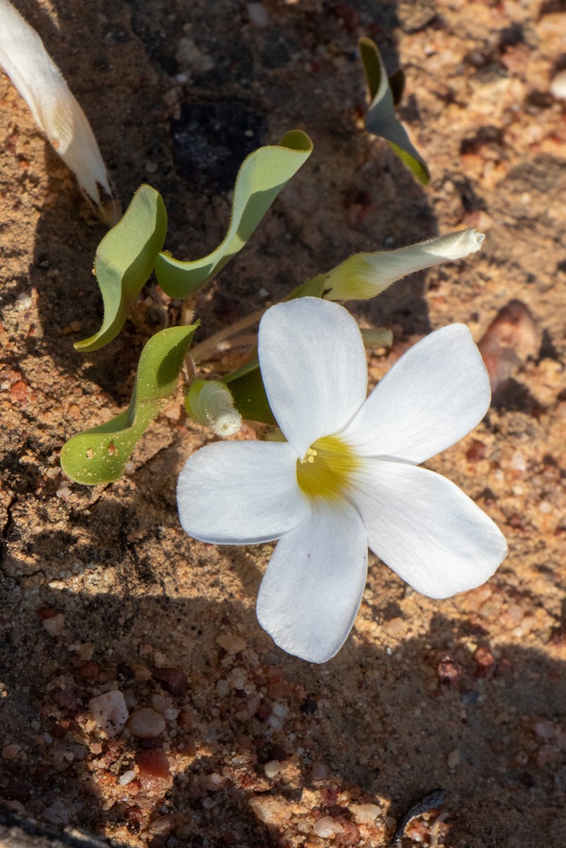 Oxalis monophylla photo 8