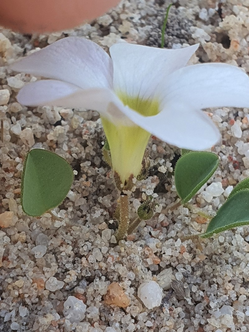 Oxalis monophylla var. minor
