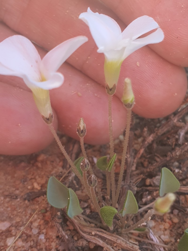 Oxalis monophylla var. minor photo 2