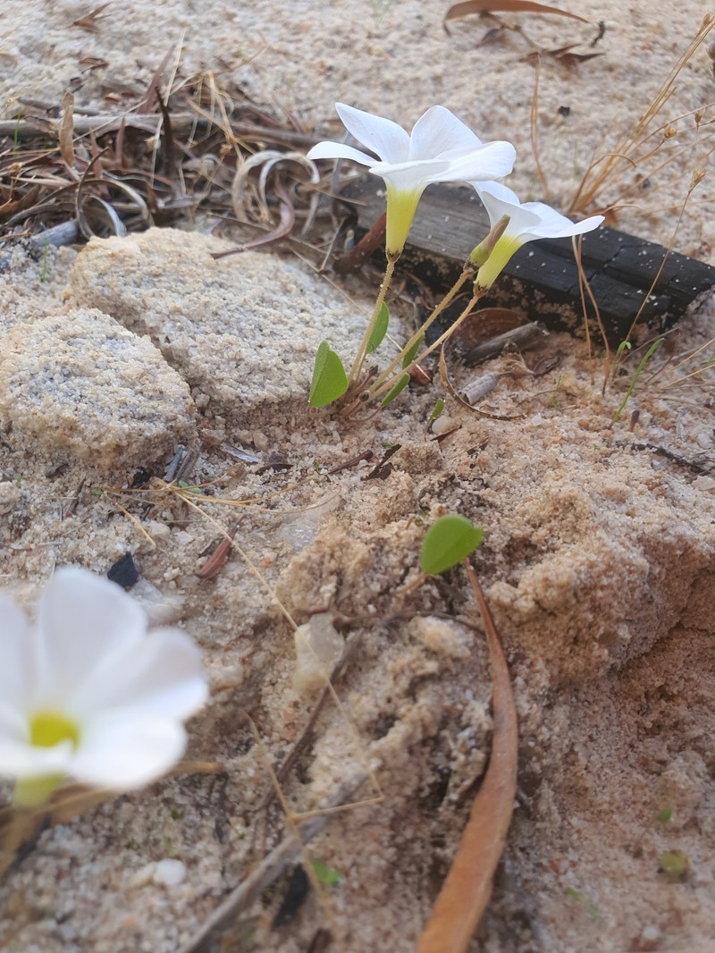 Oxalis monophylla var. minor photo 3