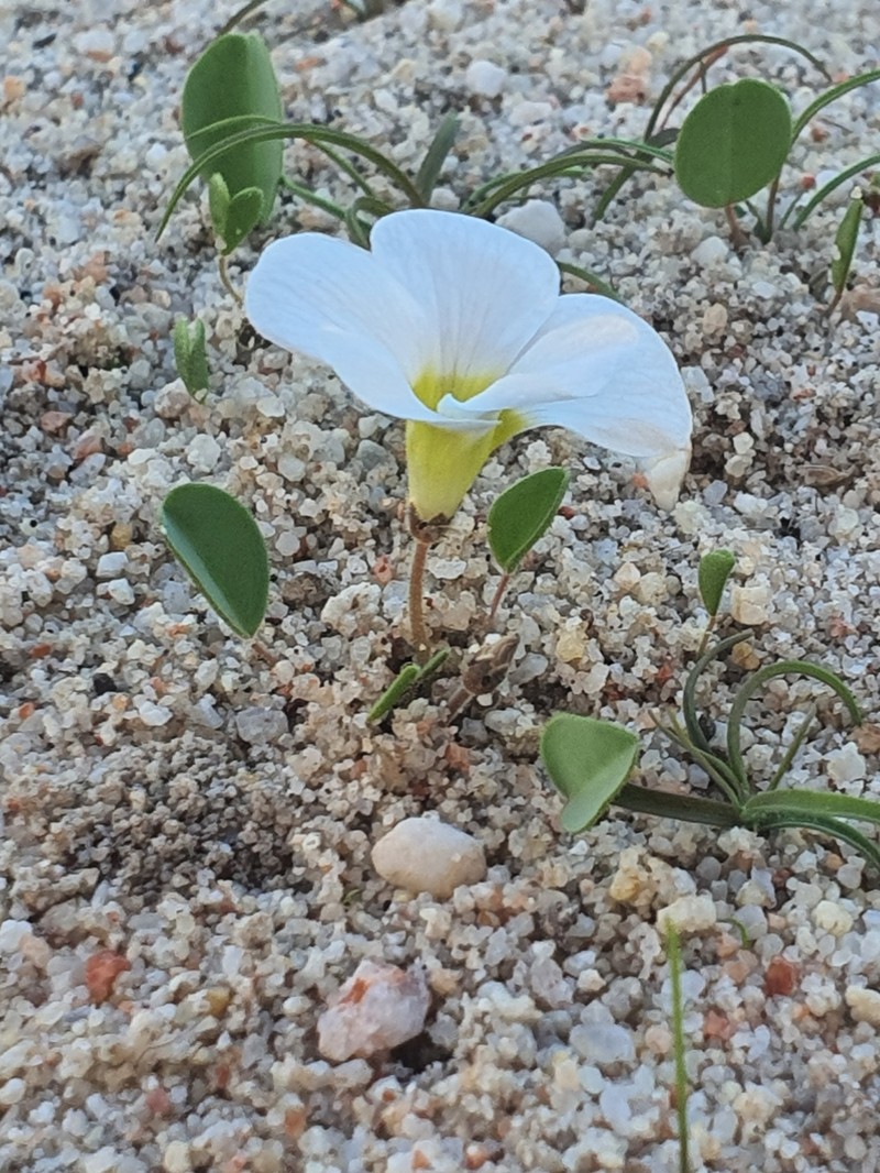 Oxalis monophylla var. minor photo 4