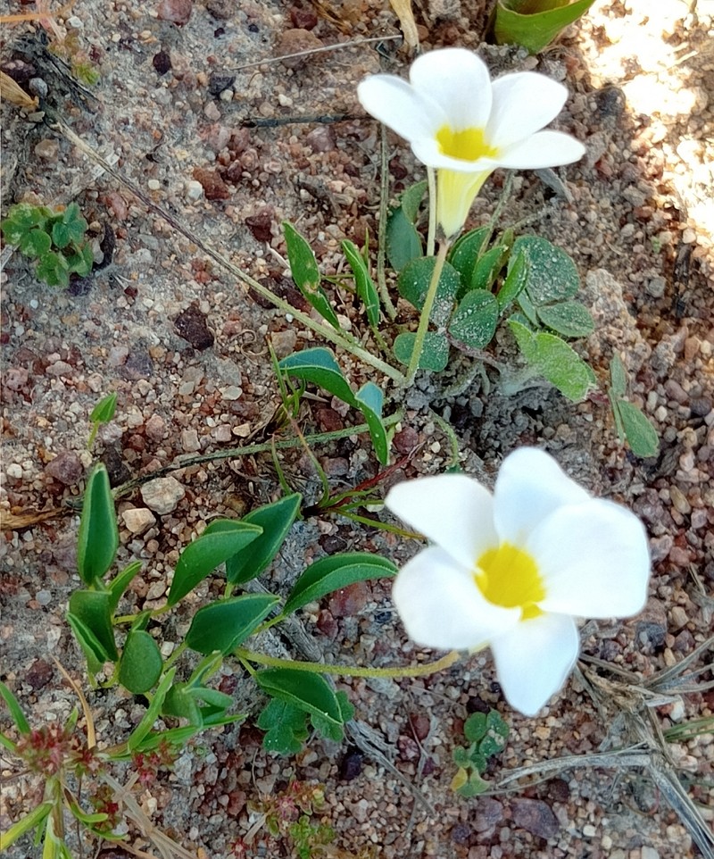 Oxalis monophylla var. monophylla