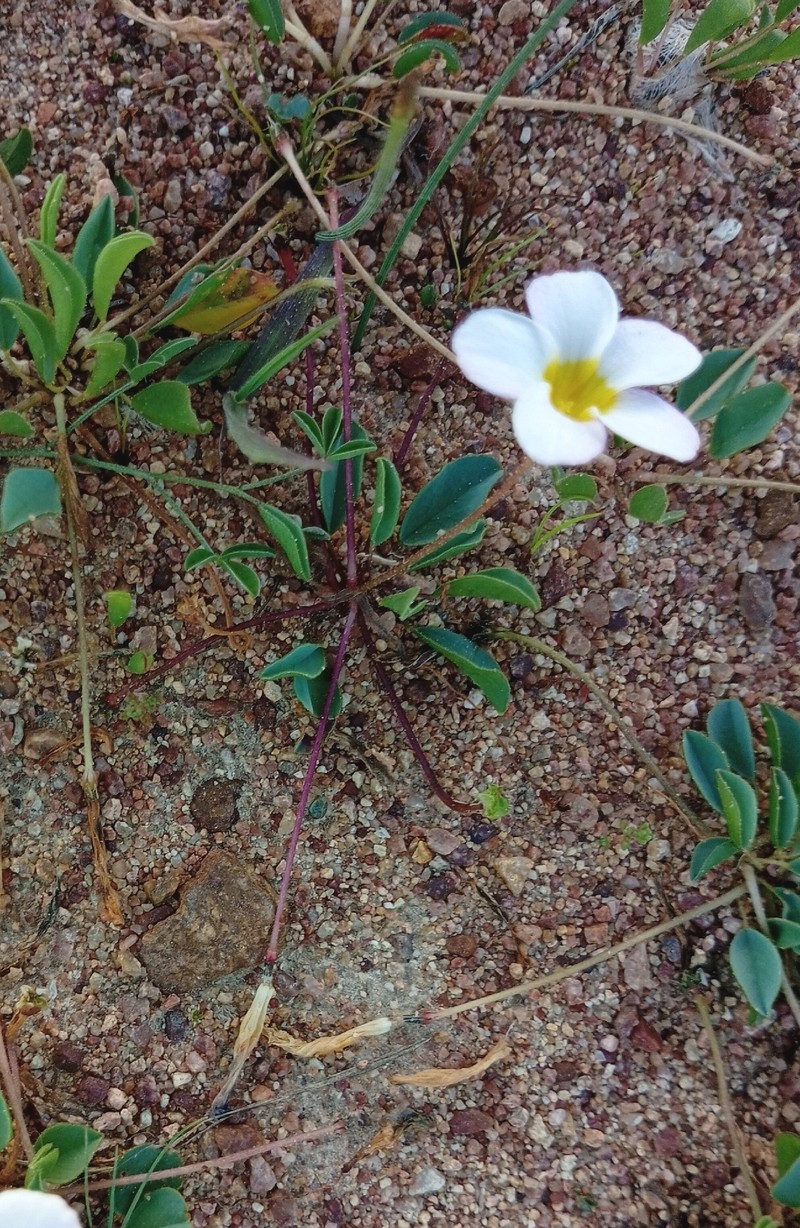 Oxalis monophylla var. monophylla photo 2