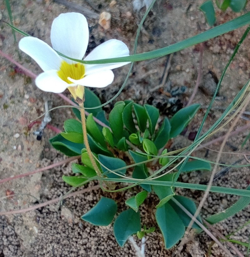 Oxalis monophylla var. monophylla photo 3