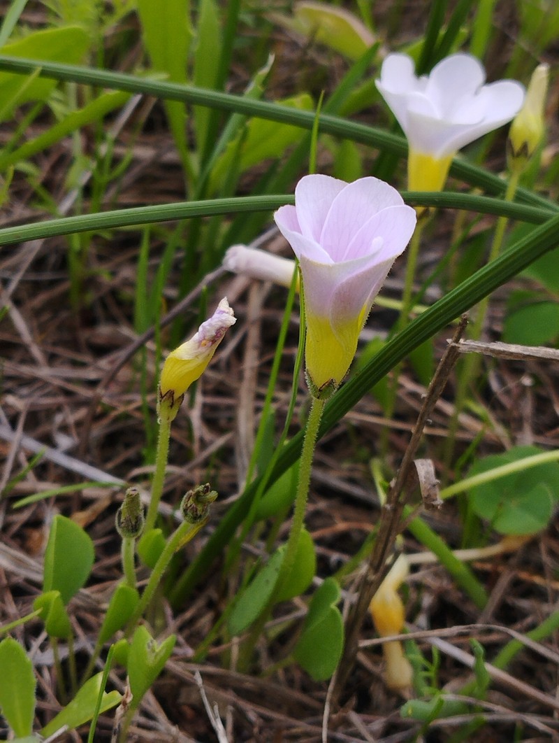 Oxalis monophylla var. monophylla photo 4