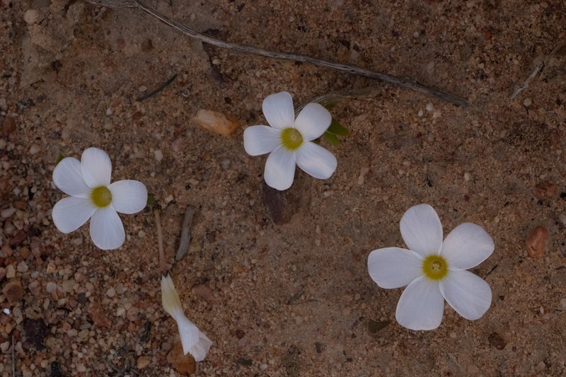 Oxalis monophylla var. rotundifolia
