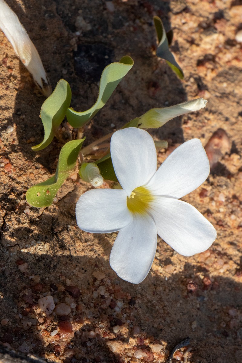 Oxalis monophylla var. rotundifolia photo 2