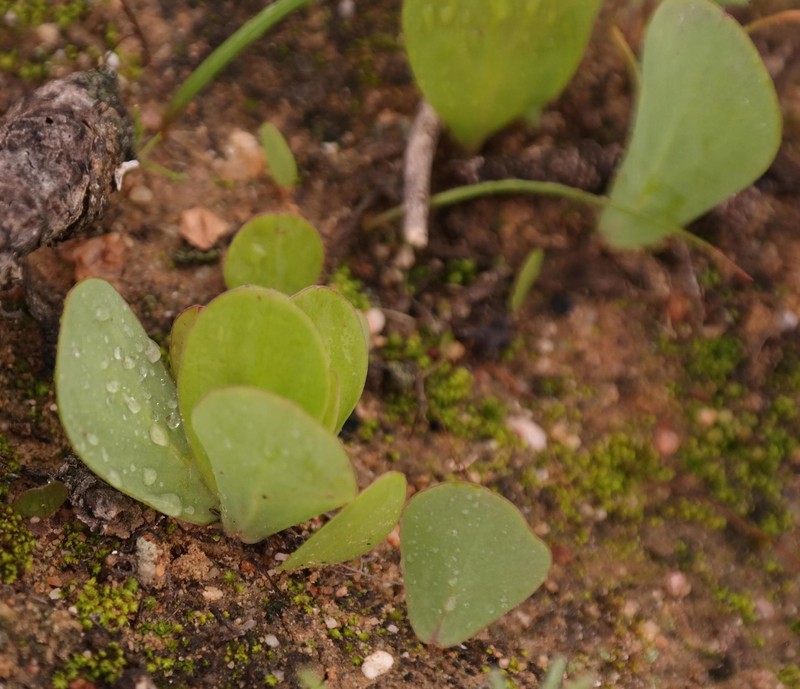 Oxalis monophylla var. rotundifolia photo 3