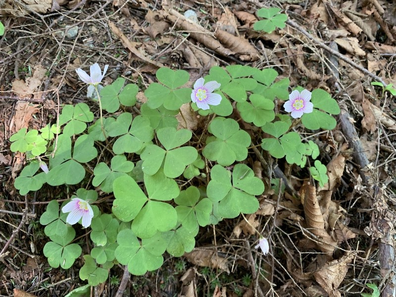 Mountain Woodsorrel photo 4