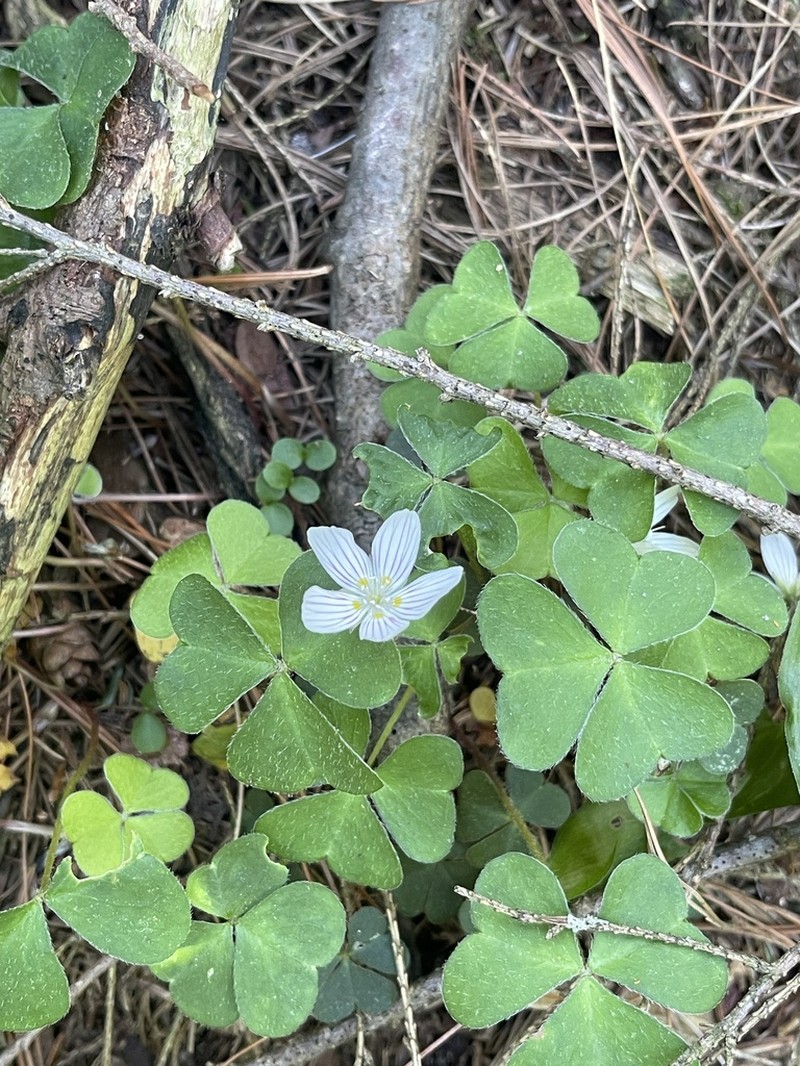 Mountain Woodsorrel photo 5