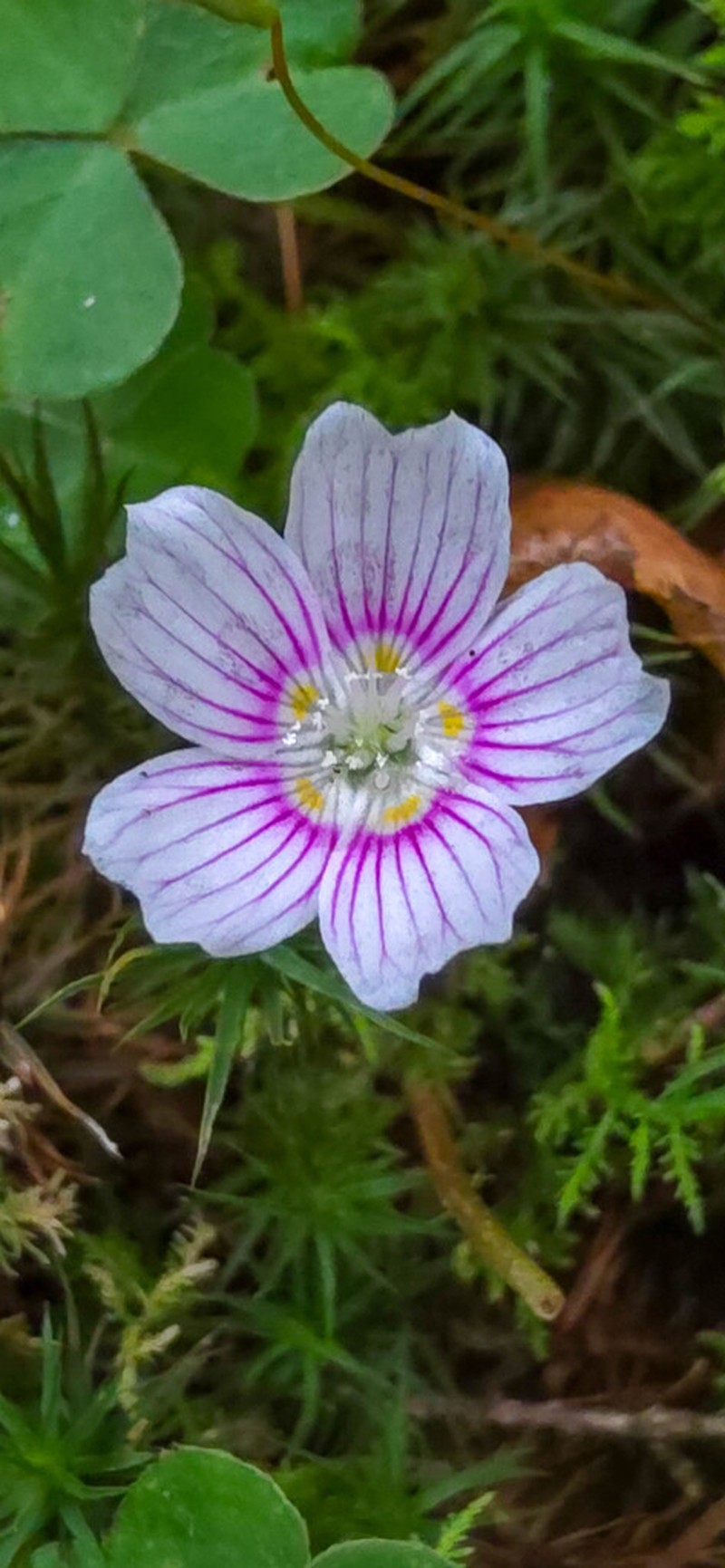 Mountain Woodsorrel photo 6