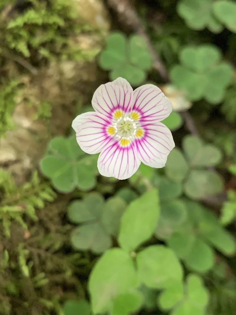 Mountain Woodsorrel photo 7