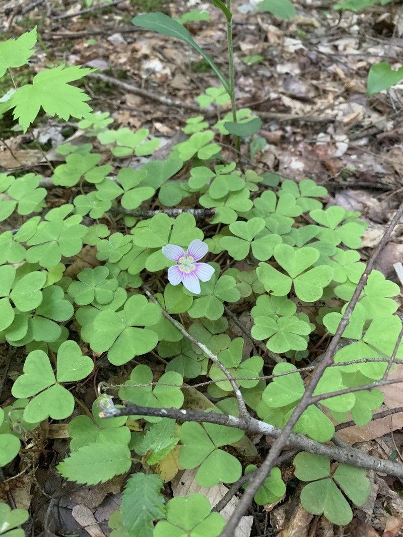 Mountain Woodsorrel photo 8
