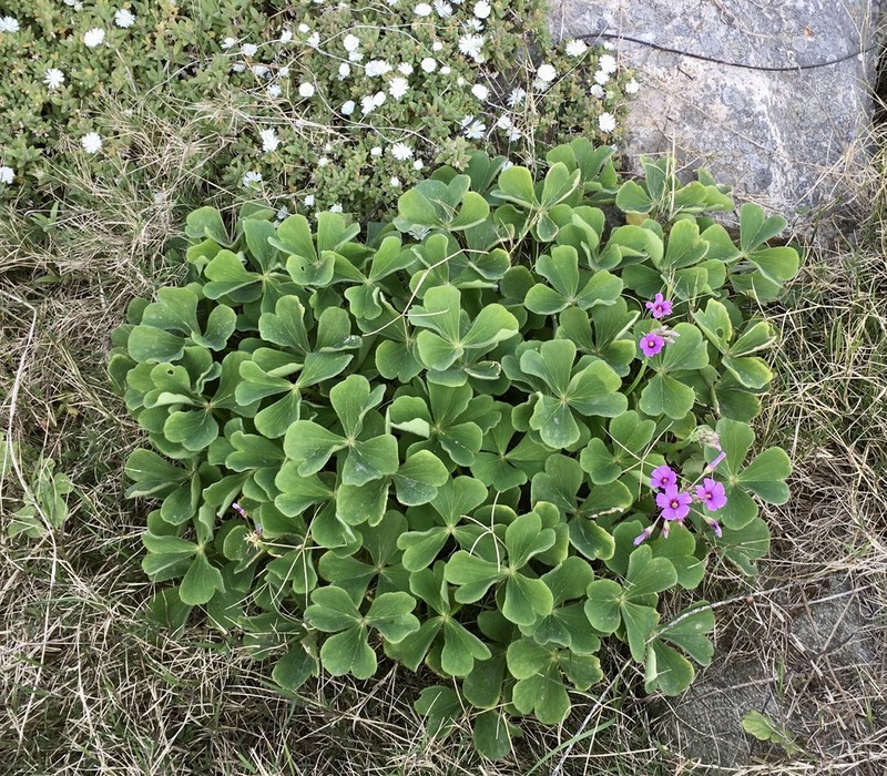 Oxalis monticola