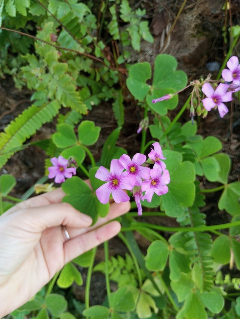Oxalis monticola photo 2