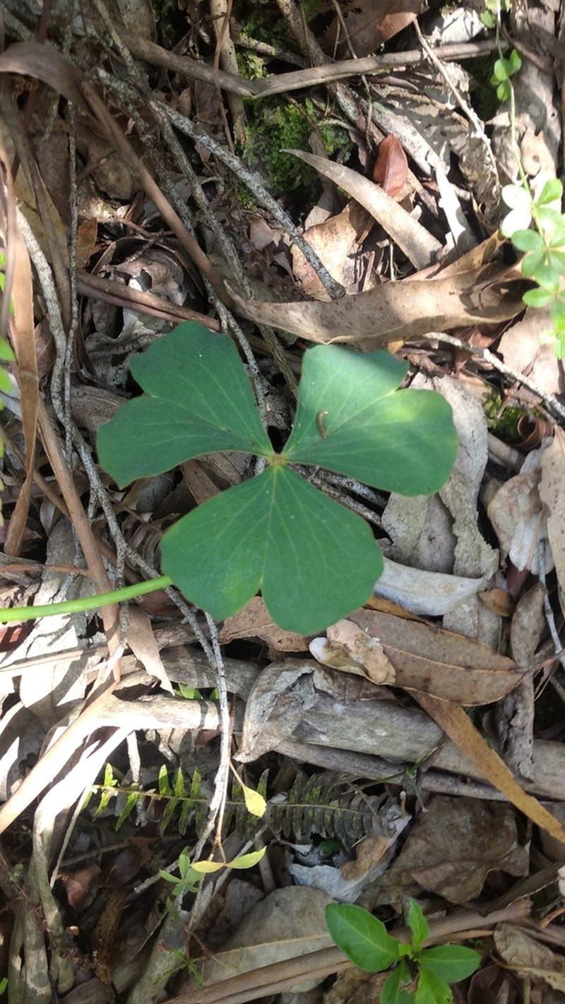Oxalis monticola photo 3